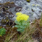 Rosenrot (Rhodiola rosea)