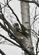 Kjernebiter (Coccothraustes coccothraustes)