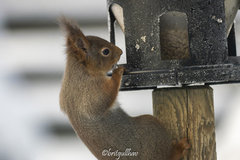 Eurasian Red Squirrel (Sciurus vulgaris)