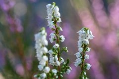 Heather (Calluna vulgaris)