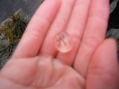 Pleurobrachia pileus