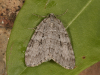 Epirrita autumnata (Autumnal Moth)