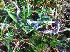 Polygala serpyllifolia