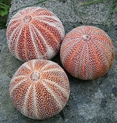 Echinus esculentus