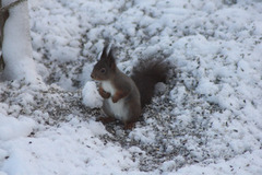 Eurasian Red Squirrel (Sciurus vulgaris)