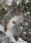 Eurasian Red Squirrel (Sciurus vulgaris)