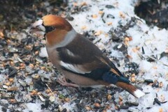 Kjernebiter (Coccothraustes coccothraustes)