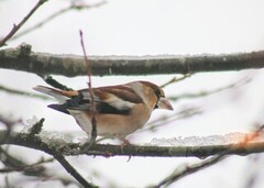 Kjernebiter (Coccothraustes coccothraustes)