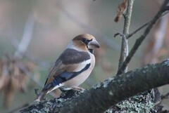 Kjernebiter (Coccothraustes coccothraustes)