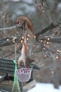 Eurasian Red Squirrel (Sciurus vulgaris)