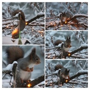 Eurasian Red Squirrel (Sciurus vulgaris)