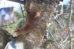 Ekorn (Sciurus vulgaris)