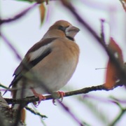 Kjernebiter (Coccothraustes coccothraustes)