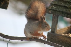 Eurasian Red Squirrel (Sciurus vulgaris)