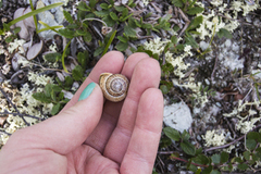 Copse Snail (Arianta arbustorum)