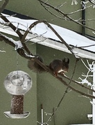 Eurasian Red Squirrel (Sciurus vulgaris)