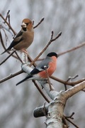 Kjernebiter (Coccothraustes coccothraustes)