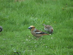 Kjernebiter (Coccothraustes coccothraustes)