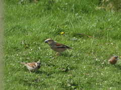 Kjernebiter (Coccothraustes coccothraustes)