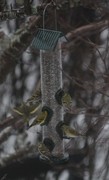 Eurasian Siskin (Carduelis spinus)
