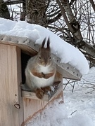 Eurasian Red Squirrel (Sciurus vulgaris)