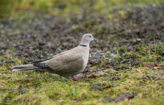 Eurasian Collared Dove (Streptopelia decaocto)