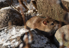 Common rat (Rattus norvegicus)