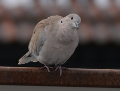 Eurasian Collared Dove (Streptopelia decaocto)