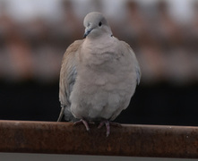 Eurasian Collared Dove (Streptopelia decaocto)