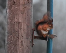 Eurasian Red Squirrel (Sciurus vulgaris)