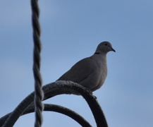 Eurasian Collared Dove (Streptopelia decaocto)