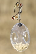 European Goldfinch (Carduelis carduelis)