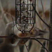 Eurasian Red Squirrel (Sciurus vulgaris)