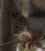 Eurasian Red Squirrel (Sciurus vulgaris)