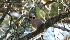 Kjernebiter (Coccothraustes coccothraustes)