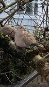 Eurasian Collared Dove (Streptopelia decaocto)