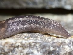 Tree Slug (Lehmannia marginata)