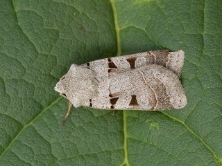 Eugnorisma glareosa (Grått kilefly)