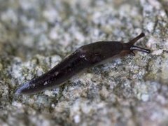 Tree Slug (Lehmannia marginata)