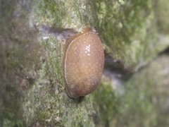 Hedgehog arion (Arion intermedius)