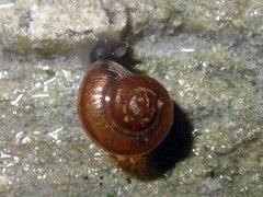 Copse Snail (Arianta arbustorum)