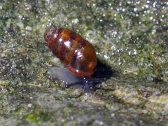 Common Chrysalis Snail (Lauria cylindracea)