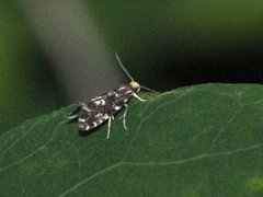Nemapogon wolffiella (White-speckled Clothes Moth)