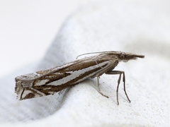 Crambus pratella (Tannebbmott)