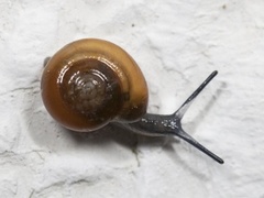 Brown Hive Snail (Euconulus fulvus)