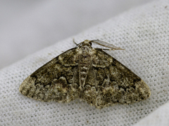 Cleorodes lichenaria (Brussels Lace)