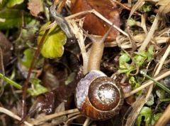 Copse Snail (Arianta arbustorum)