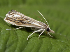 Catoptria verellus