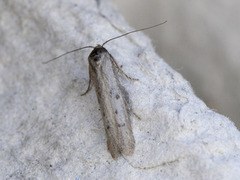 Hypatopa binotella (Spotted Dowd)