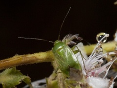 Lygocoris pabulinus (Common Green Capsid)